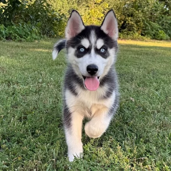 Siberian Husky cuccioli maschio e femmina