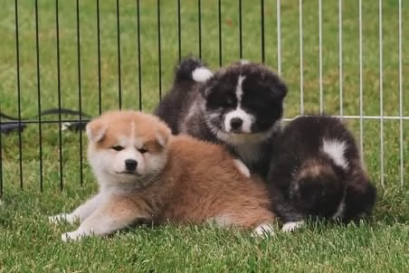Akita Inu cuccioli maschio e femmina