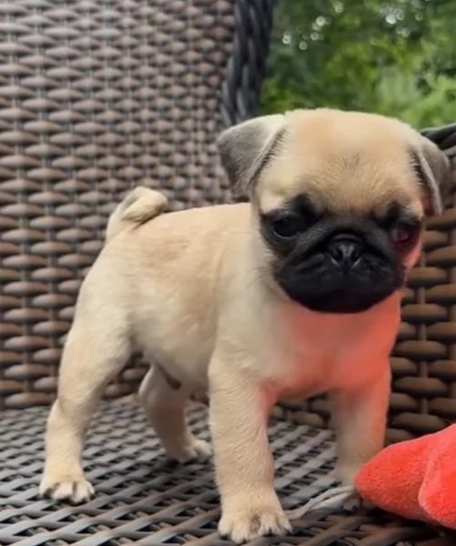 Carlino Pug cuccioli maschio e femmina