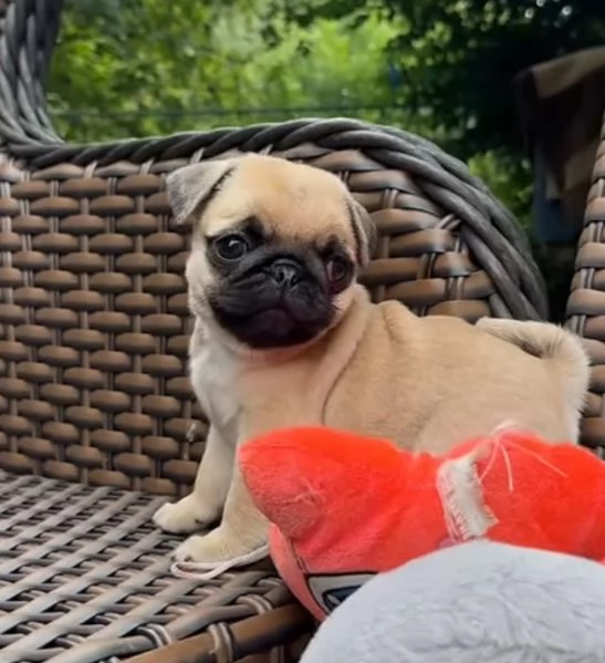 Carlino Pug cuccioli maschio e femmina | Foto 0