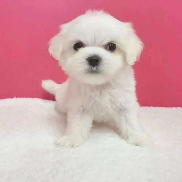 Maltese Toy cuccioli maschio e femmina | Foto 0