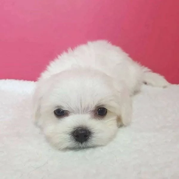 Maltese Toy cuccioli maschio e femmina