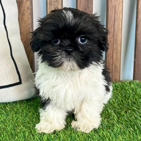 ShihTzu Mini Toy cuccioli maschio e femmina