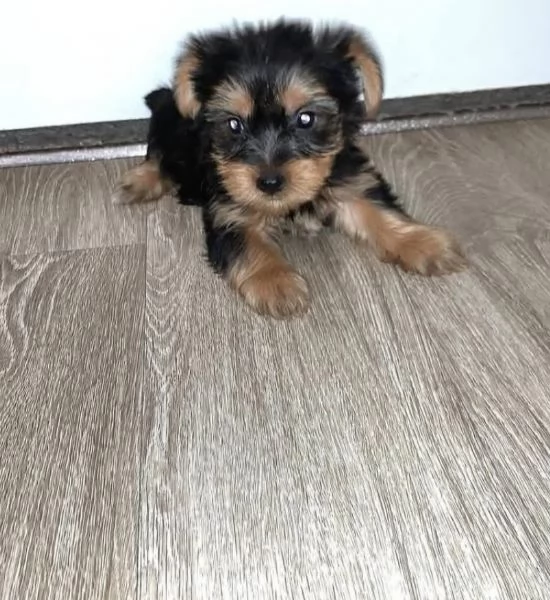 Yorkshire Terrier cuccioli maschio e femmina | Foto 0