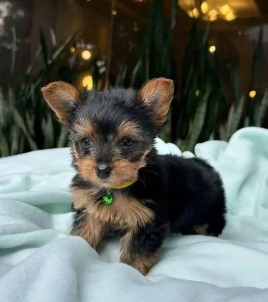 Yorkshire Terrier cuccioli maschio e femmina