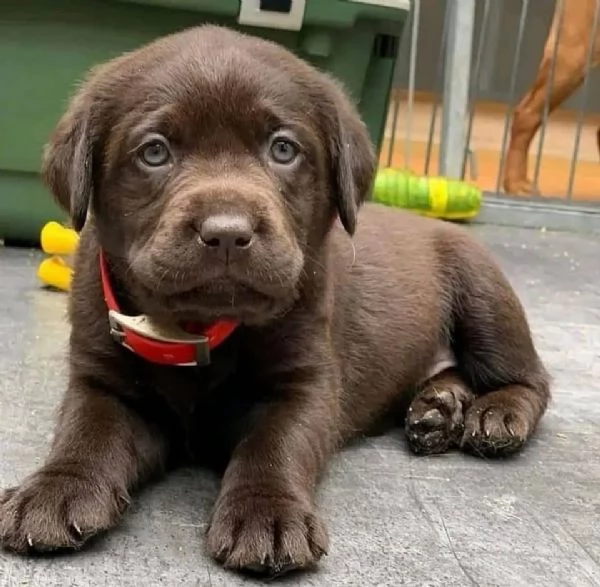 Labrador Retriever cuccioli maschio e femmina | Foto 0