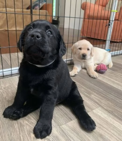 Labrador Retriever cuccioli maschio e femmina