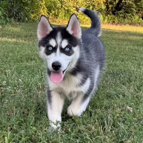 Siberian Husky cuccioli maschio e femmina