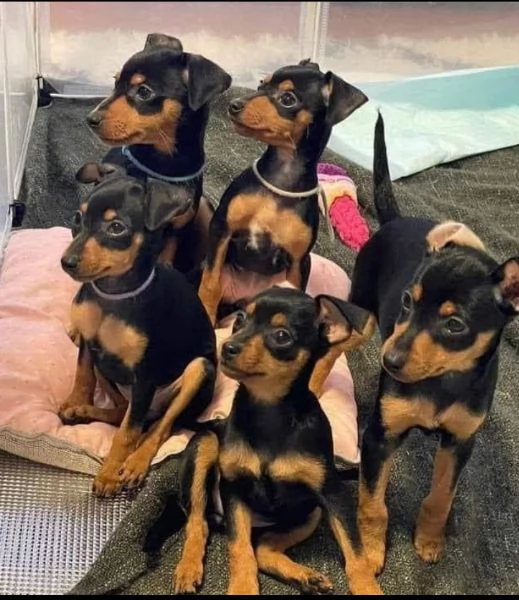  Pinscher Mini cuccioli maschio e femmina