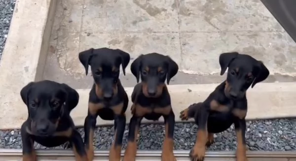  Pinscher Mini cuccioli maschio e femmina | Foto 0