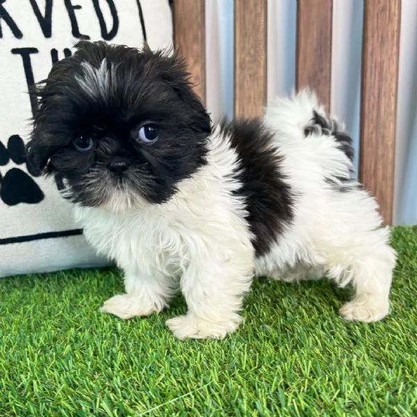 ShihTzu Mini Toy cuccioli maschio e femmina