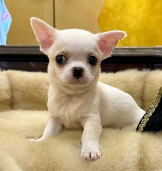Chihuahua Toy cuccioli maschio e femmina