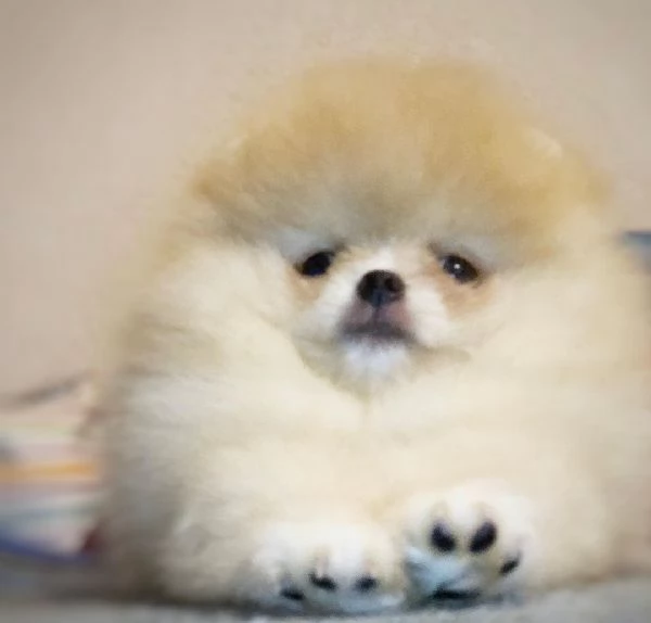  Pomeranian Toy cuccioli maschio e femmina | Foto 1