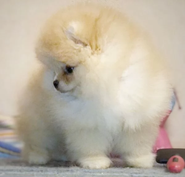  Pomeranian Toy cuccioli maschio e femmina