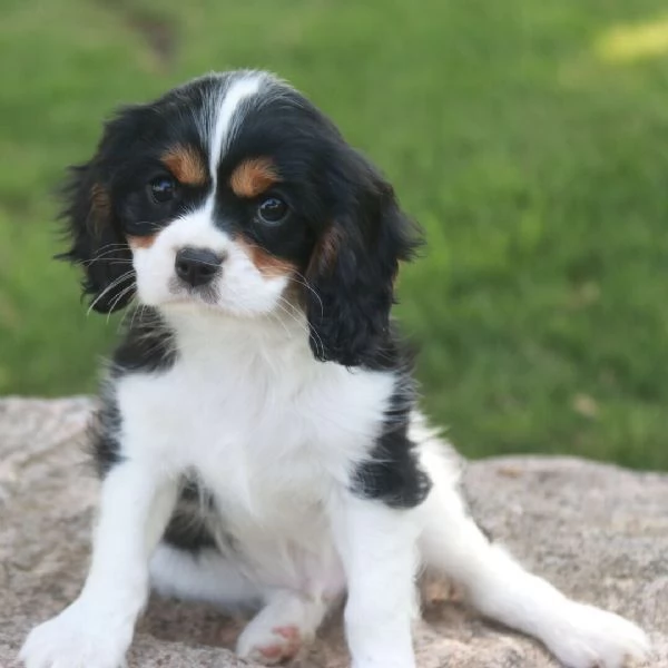 Cavalier King Charles cuccioli maschio e femmina