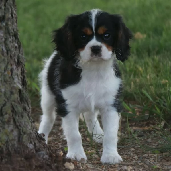 Cavalier King Charles cuccioli maschio e femmina | Foto 0