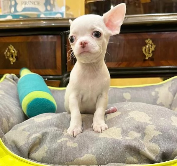 Chihuahua Toy cuccioli maschio e femmina | Foto 1