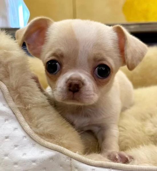 Chihuahua Toy cuccioli maschio e femmina | Foto 0