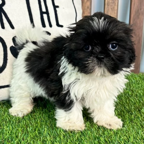  ShihTzu Mini Toy cuccioli maschio e femmina