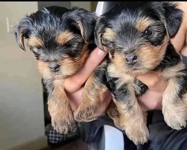 Yorkshire Terrier cuccioli maschio e femmina | Foto 0