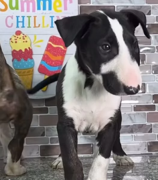 Bull Terrier cuccioli maschio e femmina