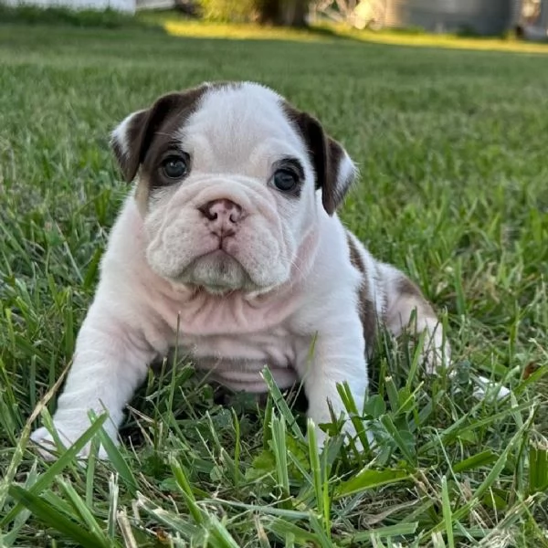 Bulldog Inglese cuccioli maschio e femmina