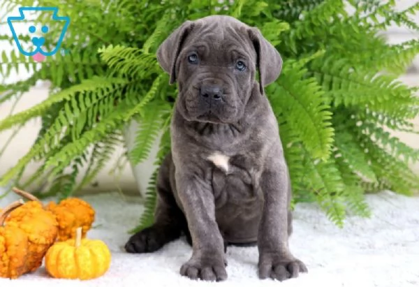 Cane Corso cuccioli maschio e femmina