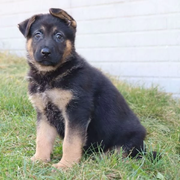 San Bernardo cuccioli maschio e femmina
