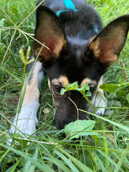OLLY CUCCIOLO DI 5 MESI CERCA UNA NUOVA CASA