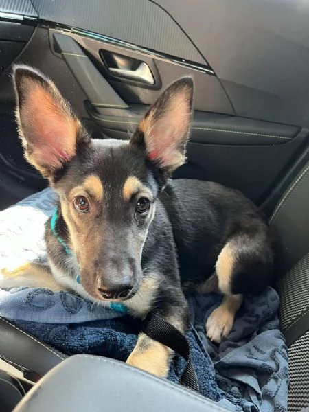 OLLY CUCCIOLO DI 5 MESI CERCA UNA NUOVA CASA | Foto 1