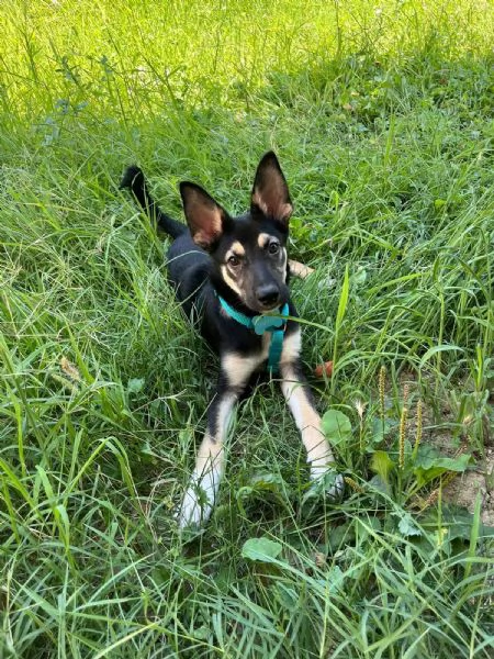OLLY CUCCIOLO DI 5 MESI CERCA UNA NUOVA CASA | Foto 0