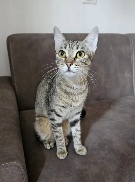 Regalo gatti 