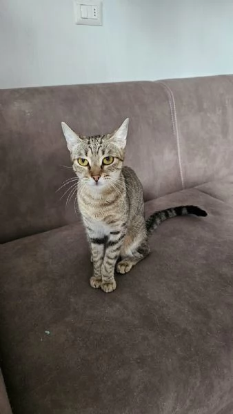 Regalo gatti  | Foto 0
