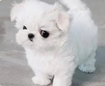 Maltese Toy cuccioli maschio e femmina | Foto 1