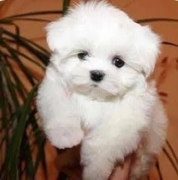 Maltese Toy cuccioli maschio e femmina