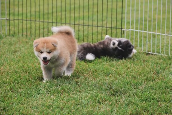 Akita Inu  cuccioli maschio e femmina | Foto 0