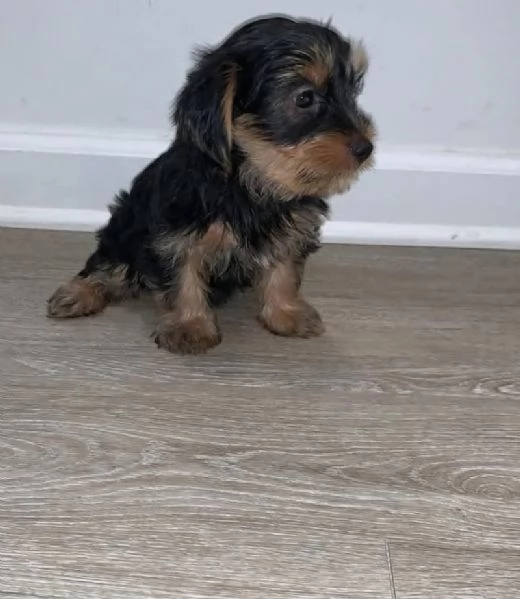Yorkshire Terrier cuccioli maschio e femmina | Foto 0