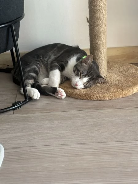 Gattino | Foto 0