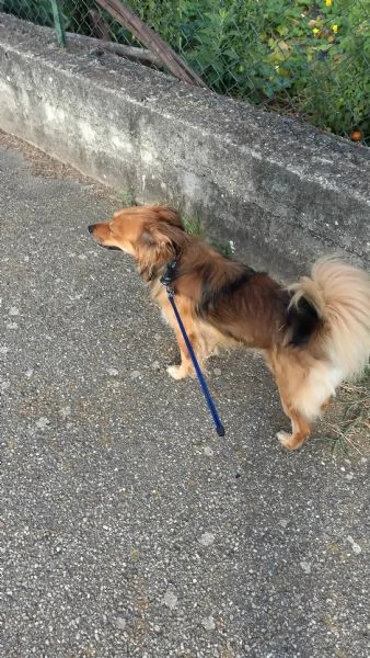Regalo cane