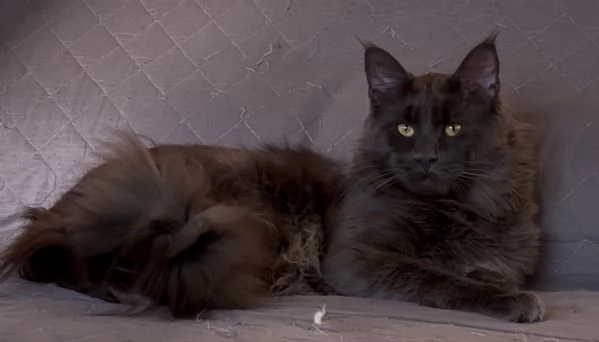 Maine Coon per accoppiamento 