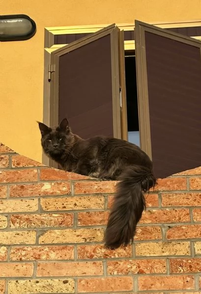 Maine Coon per accoppiamento  | Foto 4