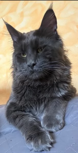 Maine Coon per accoppiamento  | Foto 3