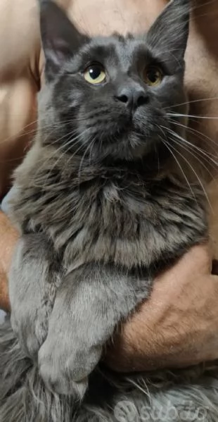 Maine Coon per accoppiamento  | Foto 2
