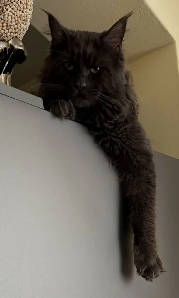 Maine Coon per accoppiamento  | Foto 1