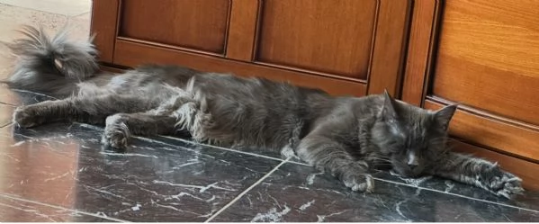 Maine Coon per accoppiamento  | Foto 0