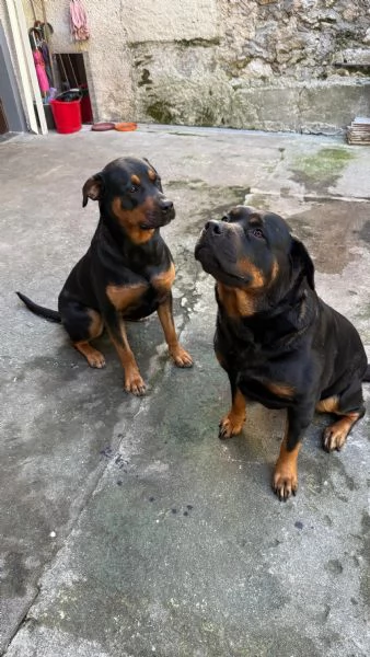 Regalo coppia di rottweiler femmina 