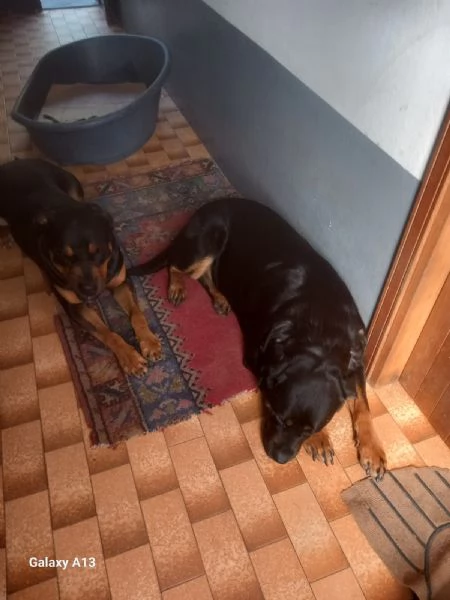 Regalo coppia di rottweiler femmina  | Foto 1