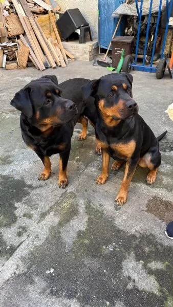 Regalo coppia di rottweiler femmina  | Foto 0