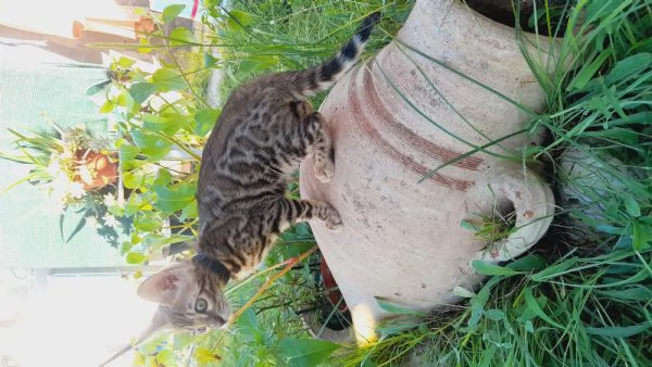 Cuccioli di gatto del Bengala  | Foto 3
