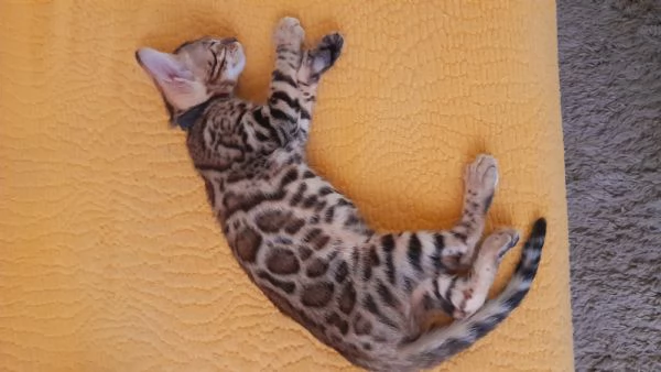 Cuccioli di gatto del Bengala  | Foto 2